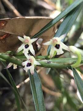 Maxillaria graminifolia (Kunth) Rchb. fil.的圖片