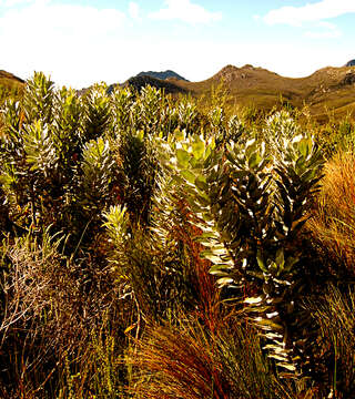 Plancia ëd Leucospermum formosum Knight ex Loud.