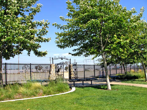 Imagem de Platanus racemosa Nutt. ex Audubon