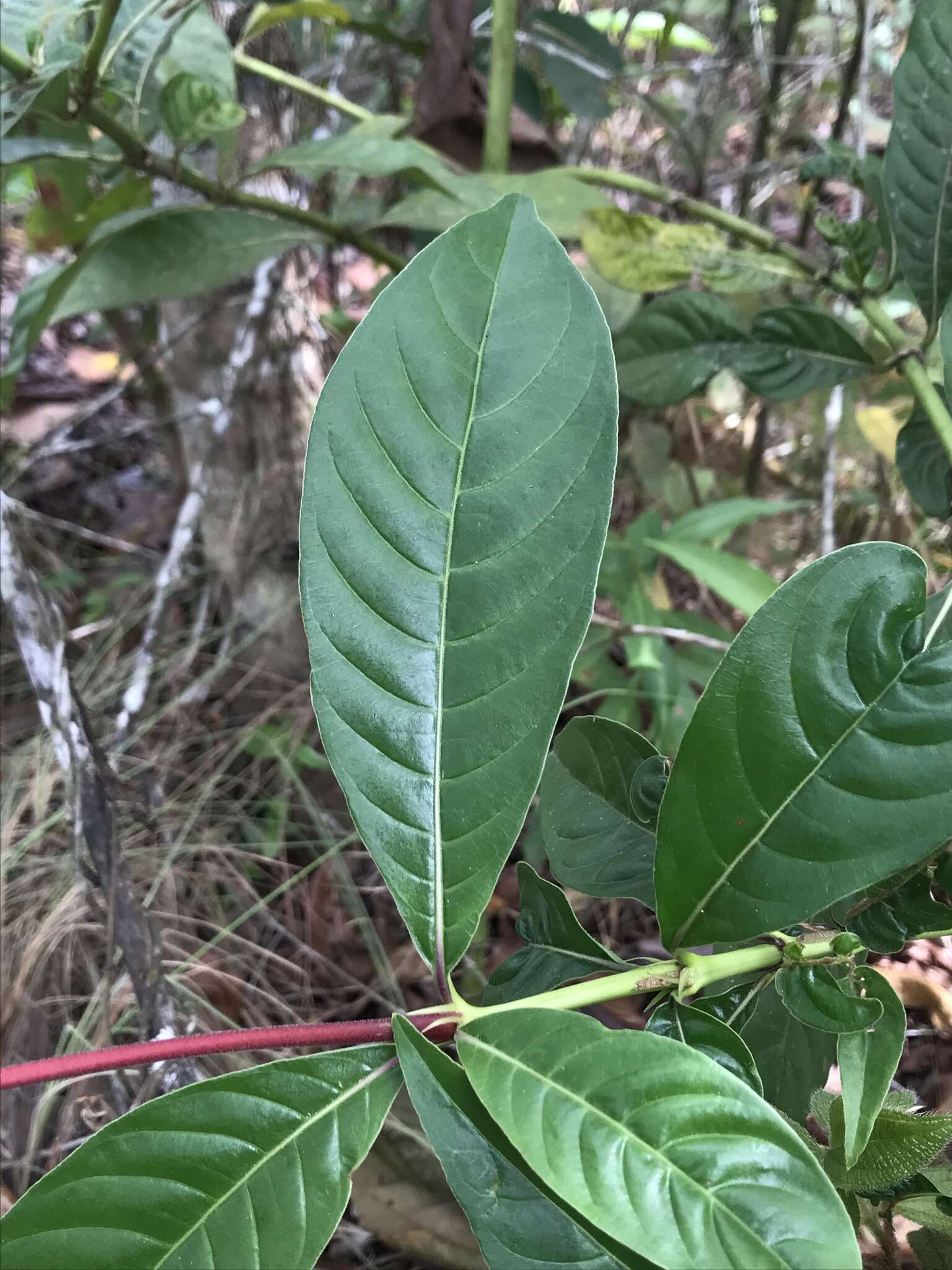 Image of Palicourea triphylla DC.