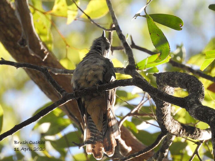 Image of Brush Cuckoo