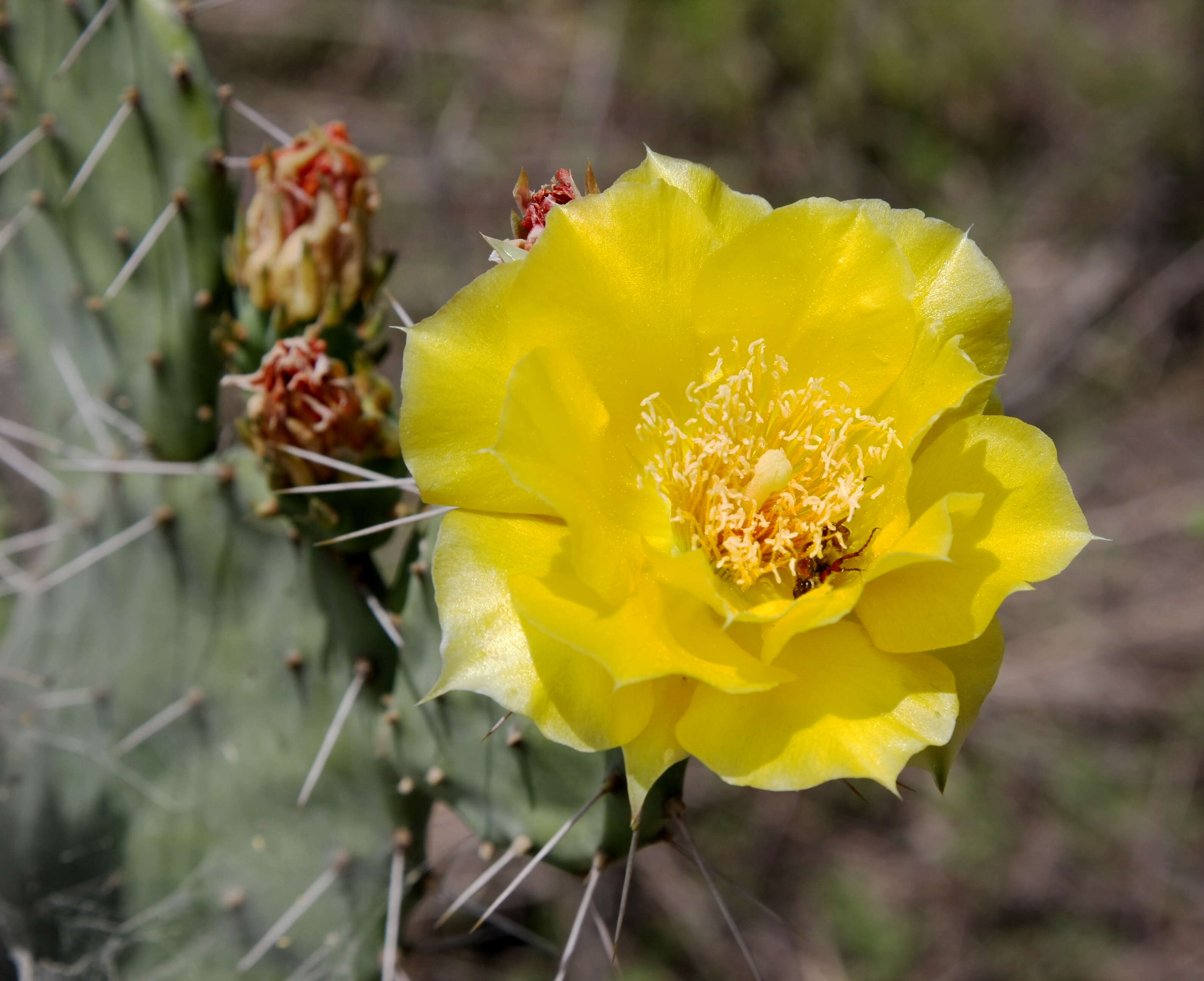 Image of Eastern Prickly Pear