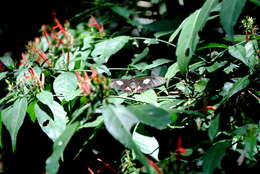 Слика од Parides anchises (Linnaeus 1758)