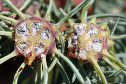 Image of Cooley Spruce Gall Adelgid