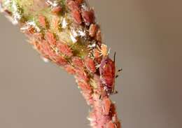 Image of Rose Aphid