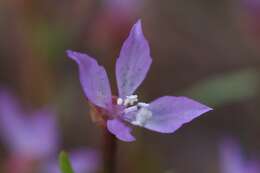 Image of Waltham Creek clarkia