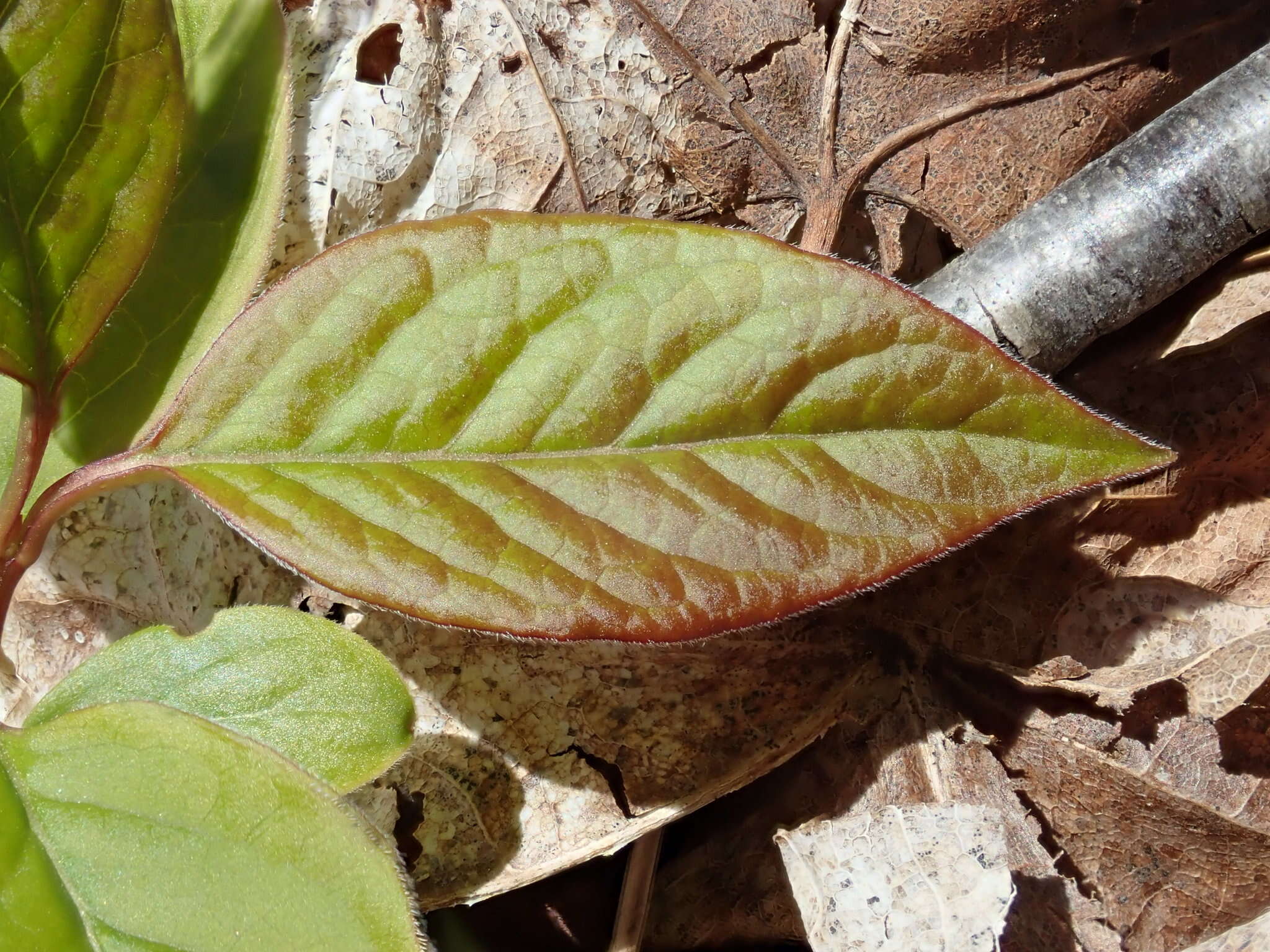 صورة Syringa villosa Vahl