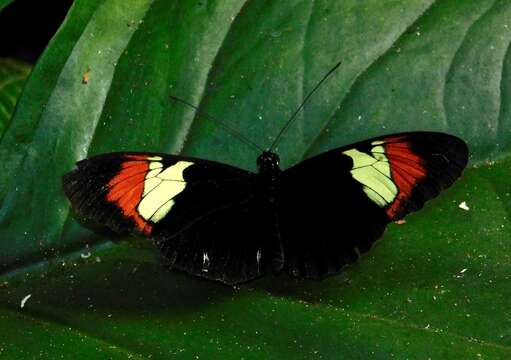 Image de Heliconius heurippa Hewitsoni 1854