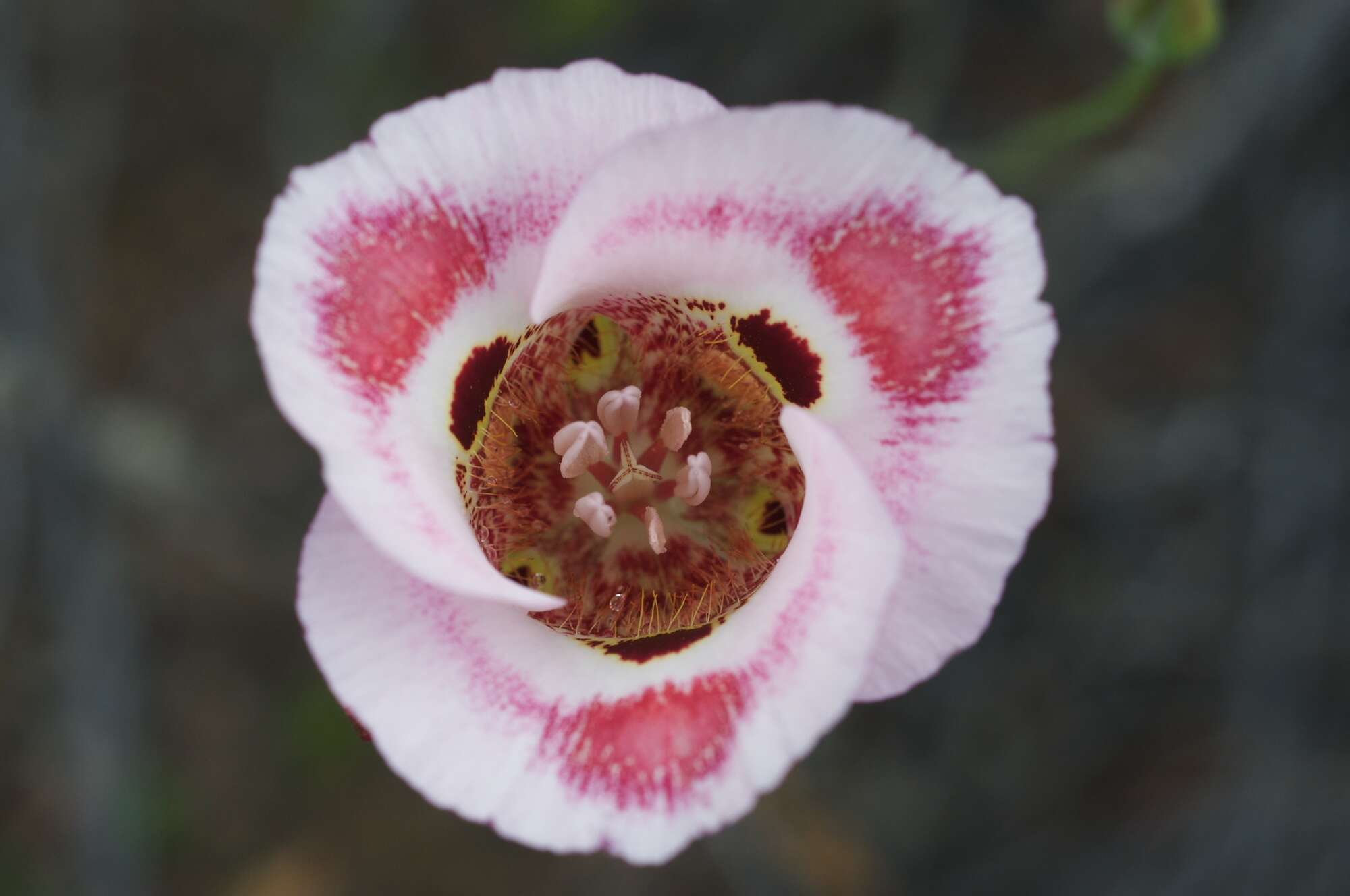 Image of butterfly mariposa lily