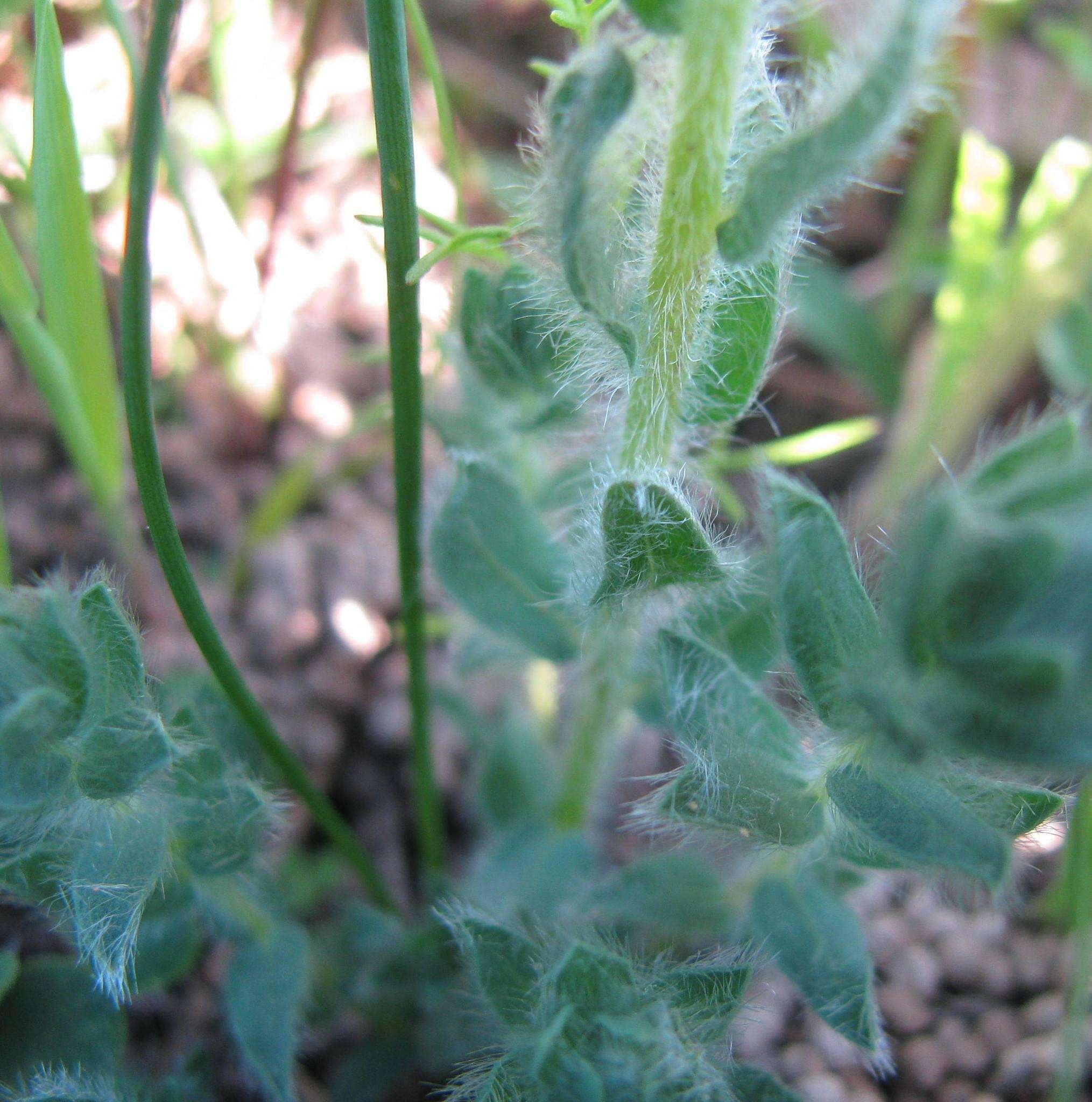 Plancia ëd Lotononis hirsuta (Thunb.) D. Dietr.