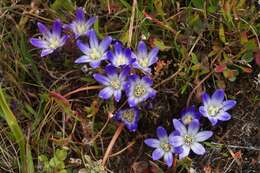 صورة Brodiaea terrestris Kellogg