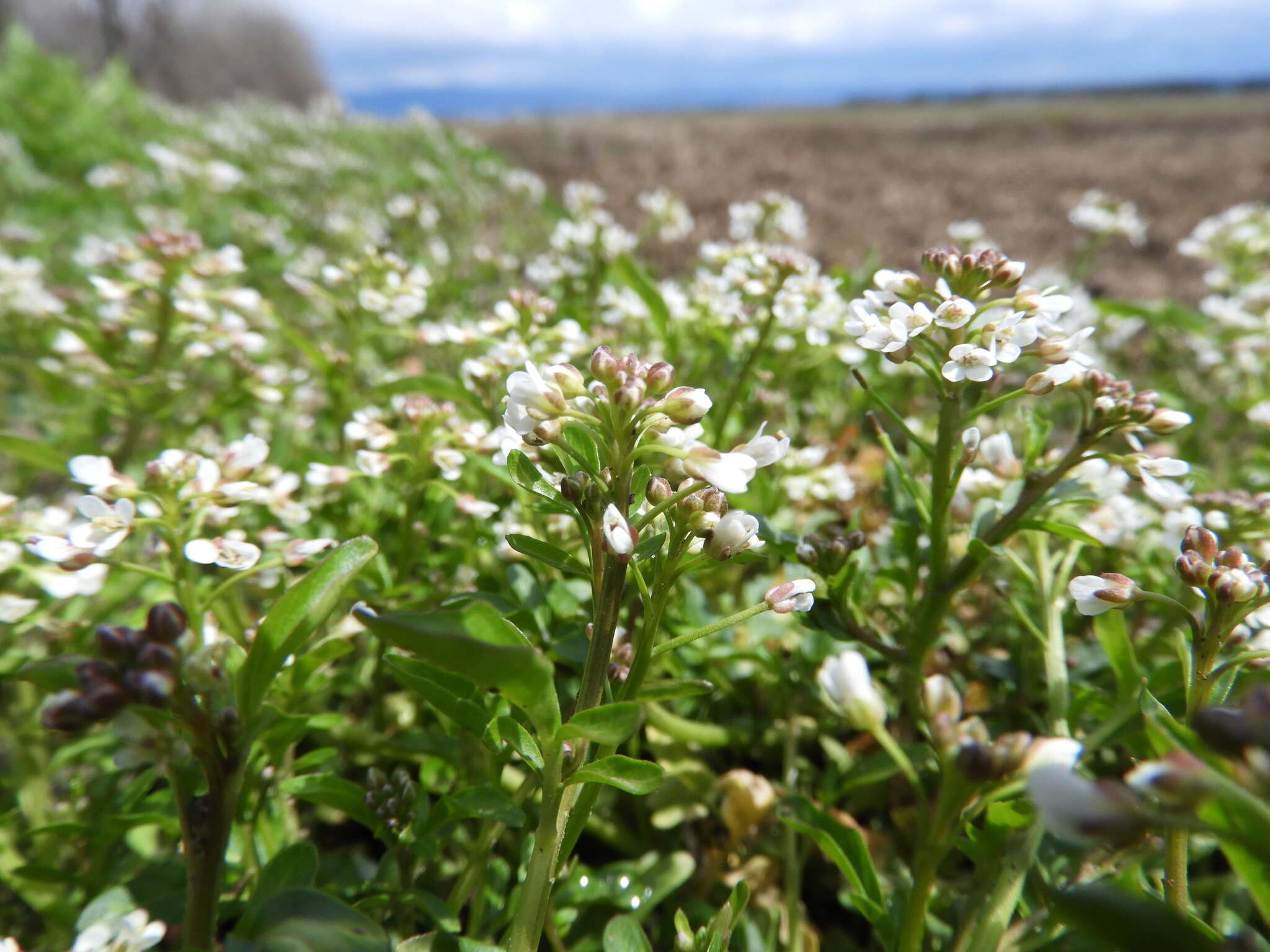 Image of Cardamine scutata Thunb.