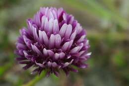 Imagem de Trifolium wormskioldii Lehm.