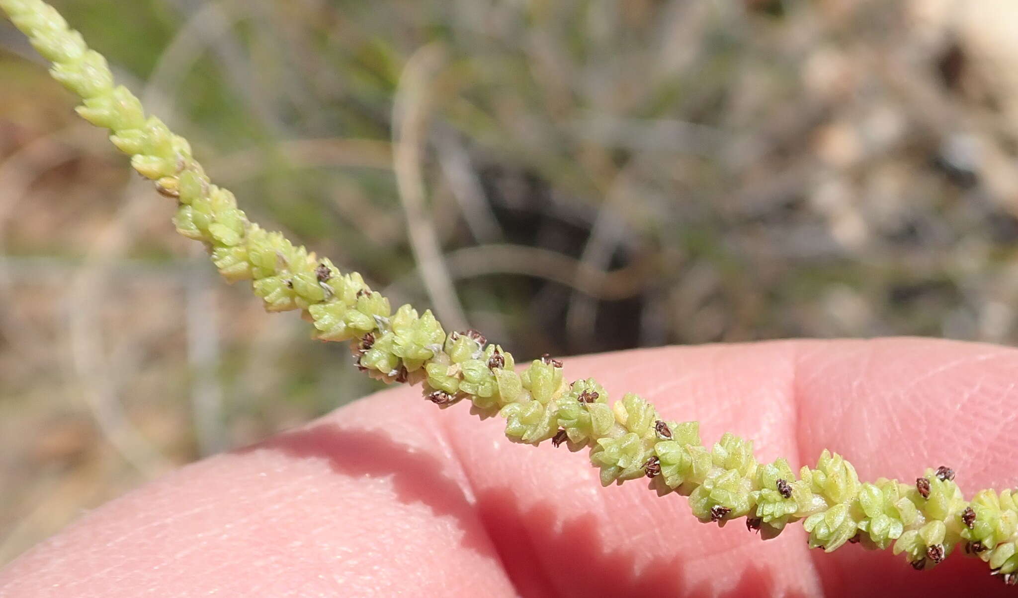 Image of Crassula muscosa L.