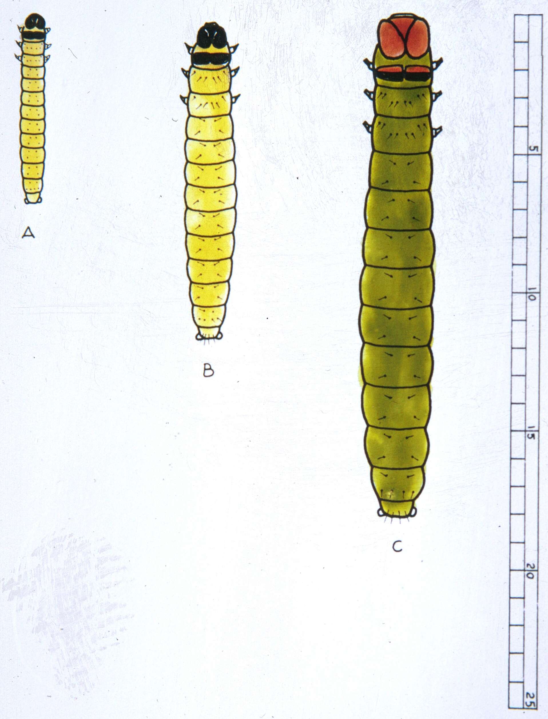 Image of Eastern Black-headed Budworm Moth