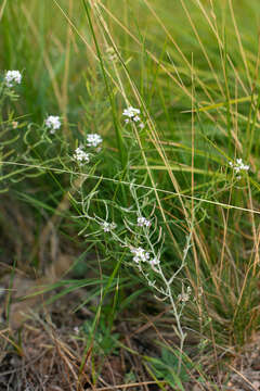 Image de Stevenia incarnata (Pall. ex DC.) Kamelin