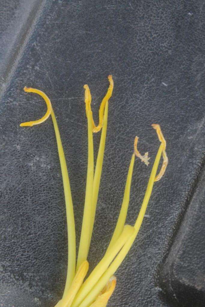 Image of Agave mapisaga Trel.