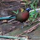 Image of Red-breasted Coua