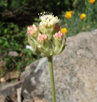 Imagem de Eriogonum ursinum S. Wats.