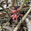 Plancia ëd Renealmia alpinia (Rottb.) Maas