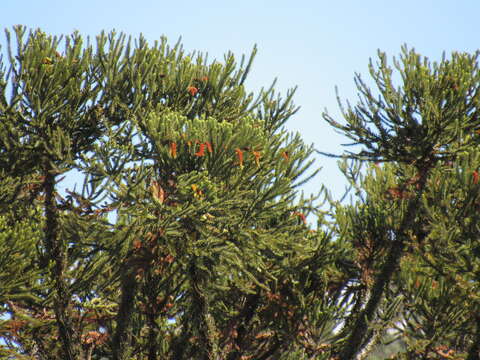 Image of Candelabra Tree