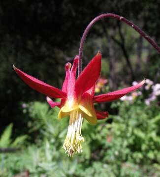 Image de Aquilegia formosa Fisch.