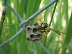 Image of Paper wasp