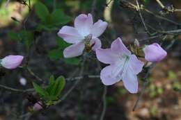 Image of Rhododendron schlippenbachii Maxim.