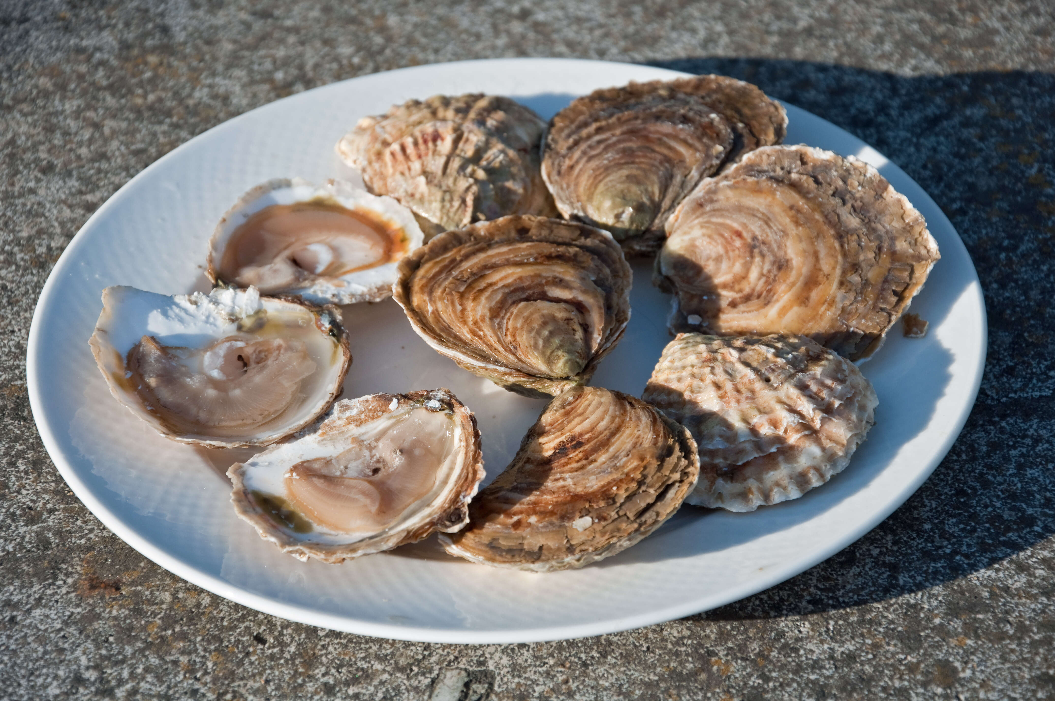 Image of Native oyster