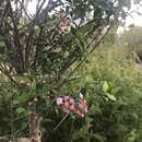 Image of wild crapemyrtle