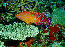 Image of Coral Hind