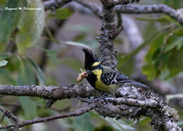 Image of Black-lored Tit