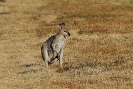 Plancia ëd Macropus subgen. Notamacropus Dawson & Flannery 1985