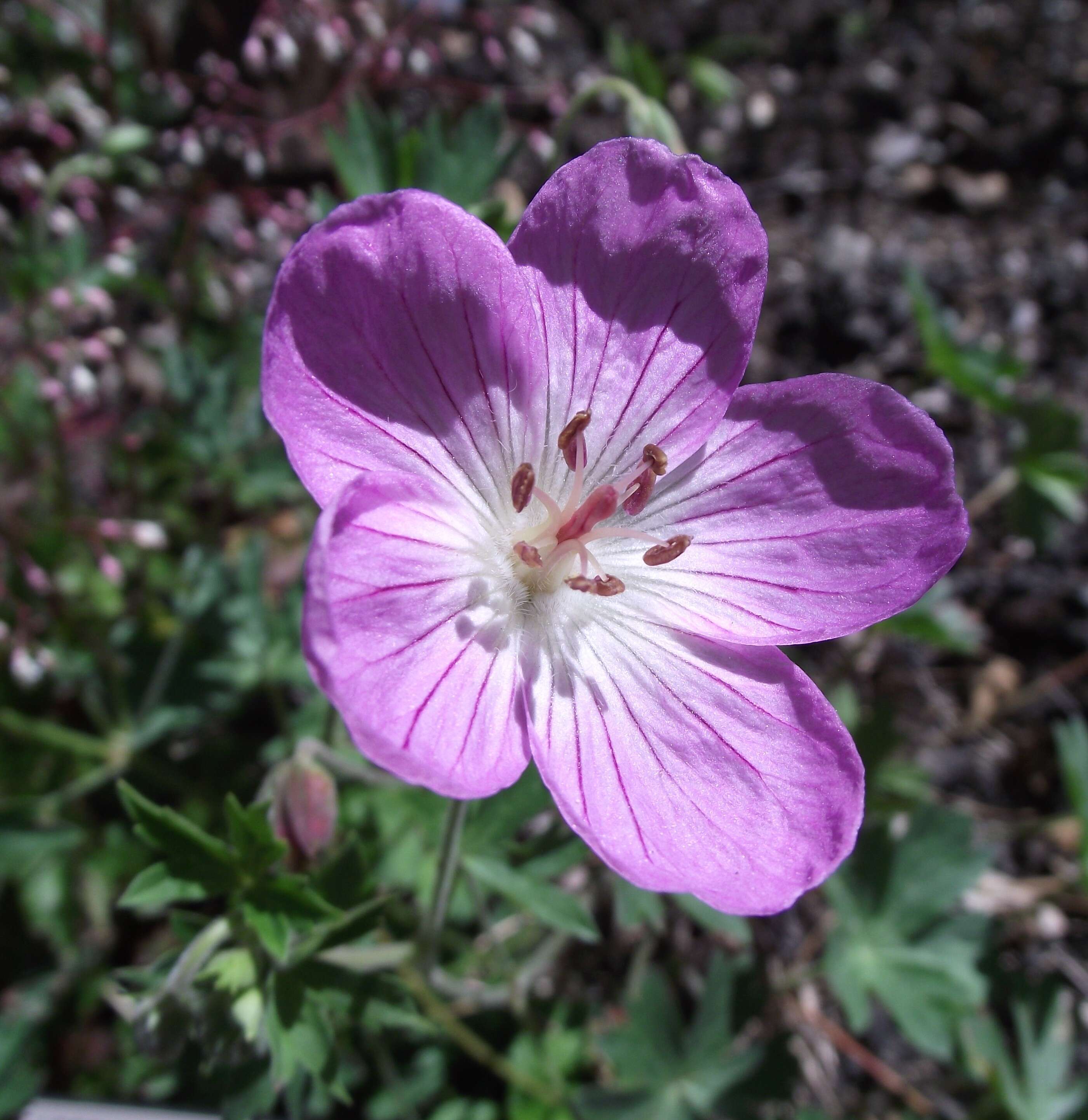 Image of California cranesbill