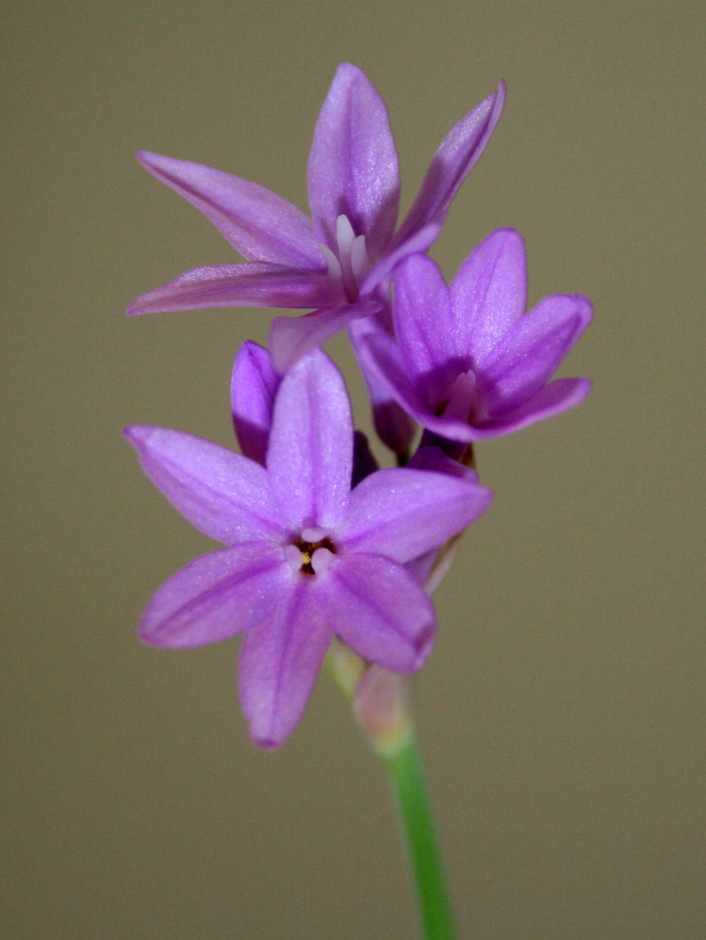 Tulbaghia violacea Harv. resmi