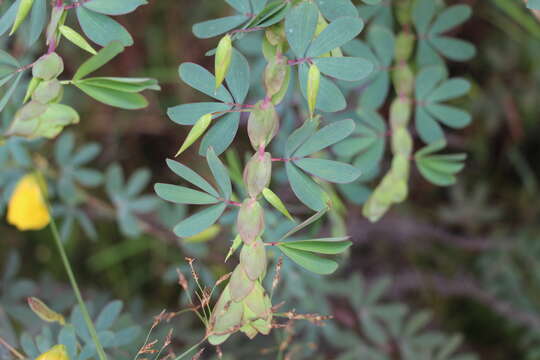 Image of Chamaecrista desvauxii (Collad.) Killip