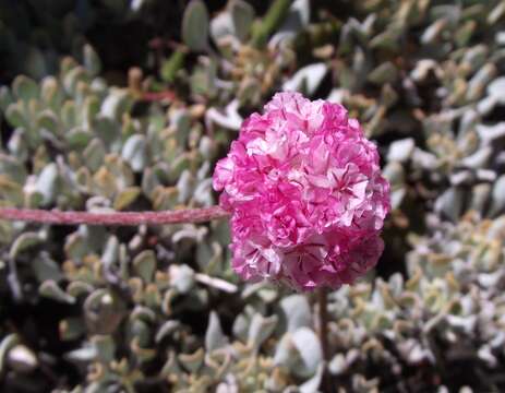 Image of cushion buckwheat