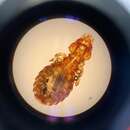 Image of common duck louse