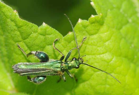 Image of Oedemera nobilis