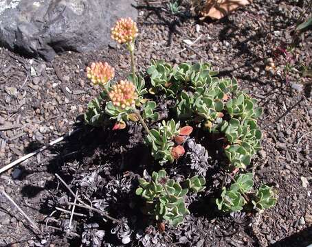 Imagem de Eriogonum siskiyouense Small