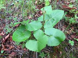 Image of Ligularia calthifolia Maxim.