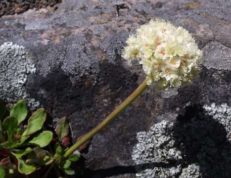 Imagem de Eriogonum hirtellum Howell & Bacigal.