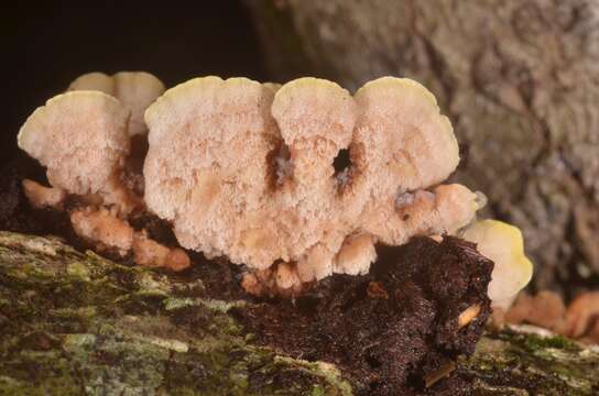 Image of Antrodiella serpula (P. Karst.) Spirin & Niemelä 2006