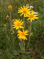 Image of mountain arnica