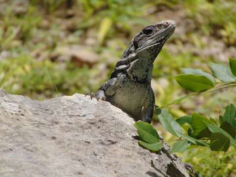 Image of Ctenosaura similis similis (Gray 1831)