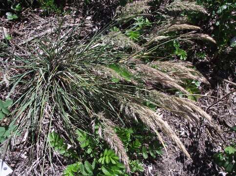 Image of leafy reedgrass