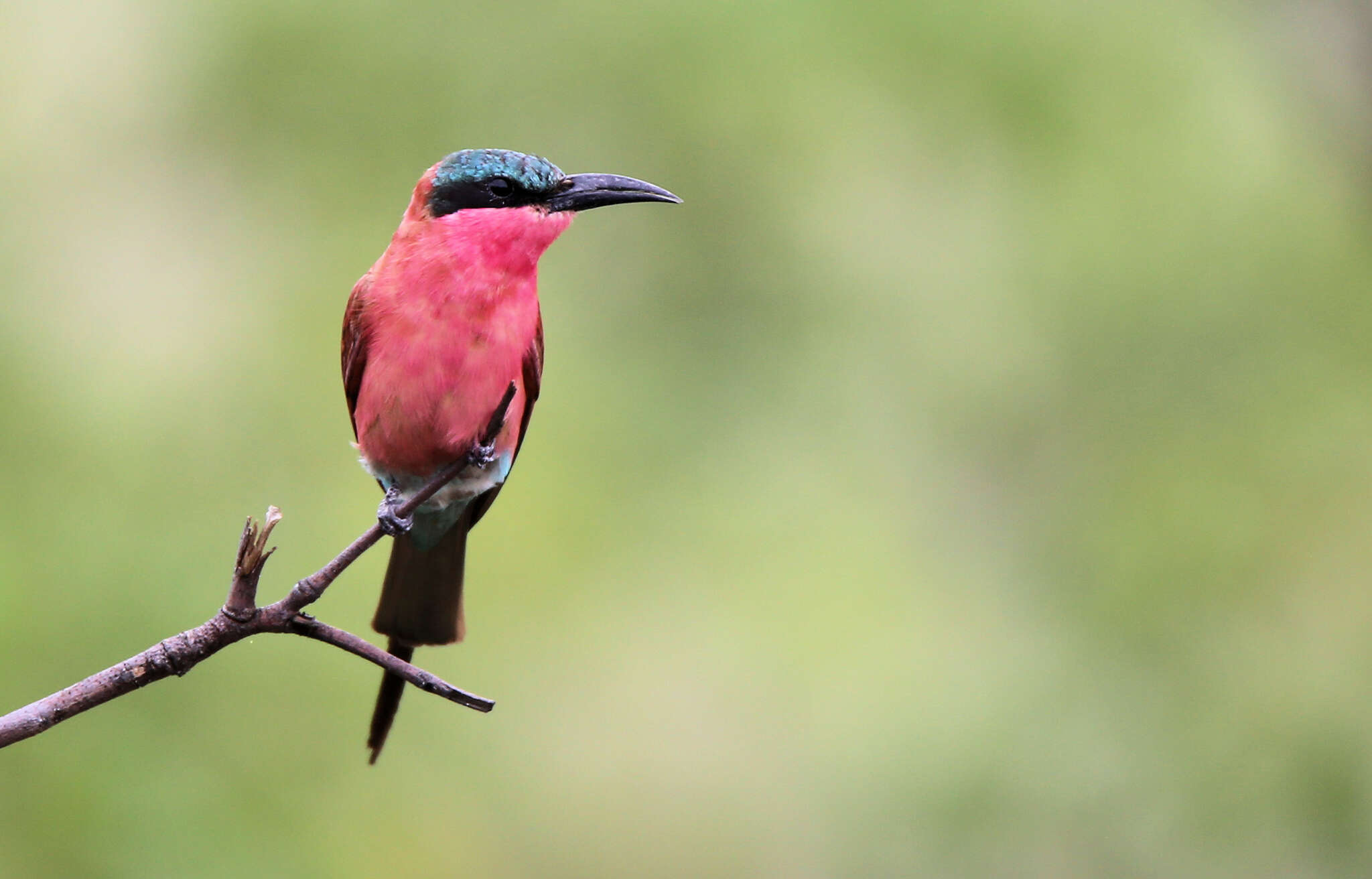 Imagem de Merops nubicoides Des Murs & Pucheran 1846