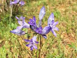 صورة Triteleia grandiflora Lindl.