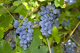 Vitis labrusca L. resmi