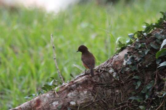 Image of Fraser's Rufous Thrush